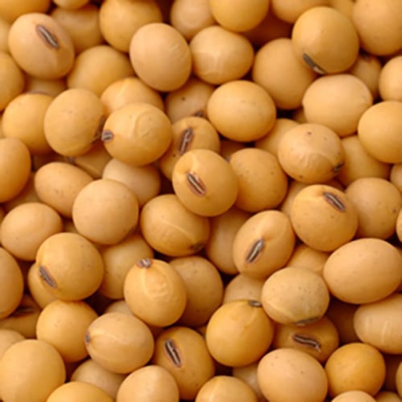 Soya Beans ( NON-GMO) from Tanzania